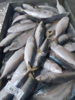 Big Size Frozen Pacific Mackerel Fish 300-500g available at great rates