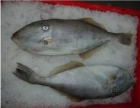 Frozen Leather Jacket Fish available at great rates