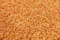 Organic Whole Lentil Seeds available at great rates