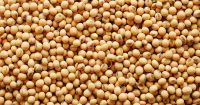 High Quality Non GMO Yellow Soybeans - Soybeans /Soya Bean (8.0mm) with High Quality