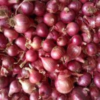 Red Fresh Onions At All Sizes for Sale