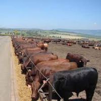 Fowl & Livestock Fattening Beef Bulls/Hereford /Charolais /Limousin /Belgian Blue /Aberdeen Angus