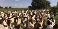 Boer Goat Fowl for sale