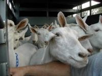 Saanen goats for sale in fowl & Livestock