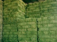 Cheap Top Quality Alfalfa Hay for Animal Feeding Stuff Alfalfa ,hay