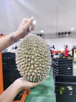 NITROGEN FROZEN WHOLE DURIAN