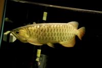 Arowana Fish for sale