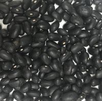 High Quality Black Kidney Bean With HPS Size 500-550 pcs for 100g Black Bean Sample