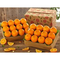 fresh oranges navel oranges Newhall oranges 