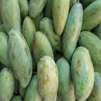 Fresh Mango /cheap mangos