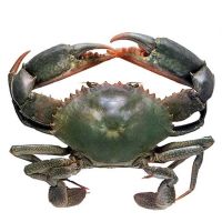 Bulk Price Whole Live Mud Crab for Sale