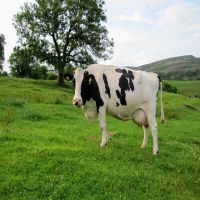 Pregnant Holstein Heifers , Simmental Dairy Cattle , Angus Bulls, Diary Cows 