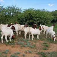 Whole Live Goat Blood / 100% Pure Boar Goat Blood