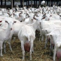 SAANEN GOATS FOR SALE