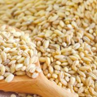 Quality Bulgur Wheat from SA