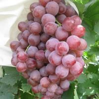 Quality Fresh Seedless Grapes Available in All Colors