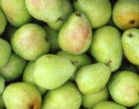 High Quality Fresh Fruit Sweet Nutrition Pear 