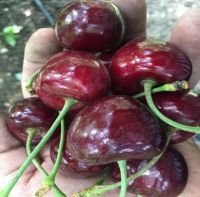 Fresh Cherry Fruit 