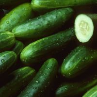 Fresh Cucumber for sale