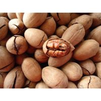 Fresh Pecan nuts For Sell