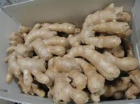 quality fresh and air dried ginger for wholesale