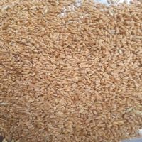 100% Organic long Wheat grain Lowest Market price