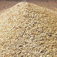 2020 Fresh Organic Bulk Wheat Seed Wheat Grain For Sale