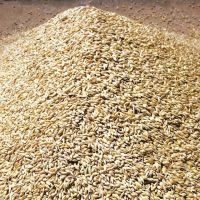 Russian wheat agricultural crop in big bags