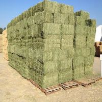 Alfalfa Hay