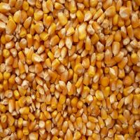 Bulk Yellow corn 