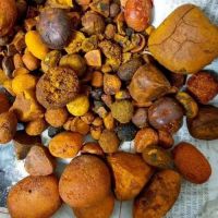  Cow Gall Stones / Ox Gallstones