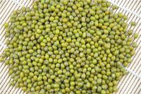 Wholesale Premium Quality Green Mung Beans Medium Grains