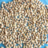 Cowpea Seeds For Sale New Crop White Cowpea