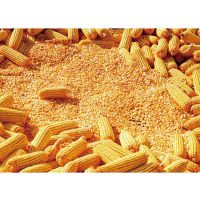 mushroom popcorn kernels Rich in various nutrients corn popcorn