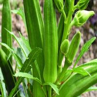 Okra