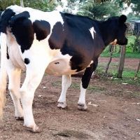 pregnant Dutch Holstein-Friesian cattle 