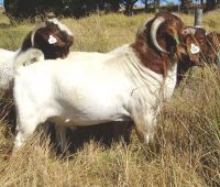 Boer Goats for sale in South Africa