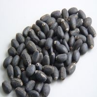 Jatropha Seeds