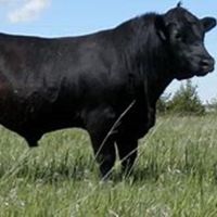 Healthy Angus COWS