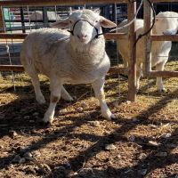 EWE Lambs, Ram lambs sheeps, Texel, Dorper sheeps