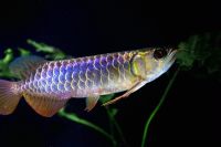 Arowana fish