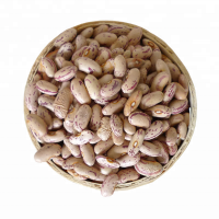 New Crop export to Yemen Long shape Light Speckled kidney pinto Beans