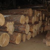 Swan Bubinga Logs and Timber  