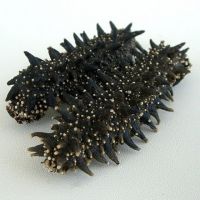 Dried Sea Cucumber,