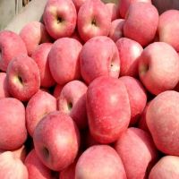 2021 Bulk Apples Whole Sale Fresh Red Fuji Apples