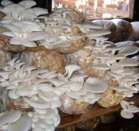 Fresh and Dry Mushroom for Sale