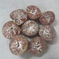 Sweet California Almond | Apricot Kernels | Betel Nuts | Brazil Nuts | Cashew Nuts | Chestnuts