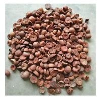 Farm Fresh Pecan Nuts for Sell