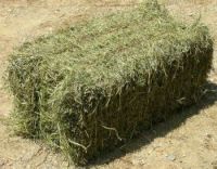 Alfalfa Grass Hay - Alfalfa Grass Hay