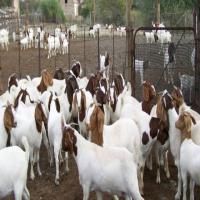 Full Blood Live Goats / 100% Pureblood Mature saanen goats, Ponies, friesian horses , Askanian goats, dorper sheeps, Texel sheeps